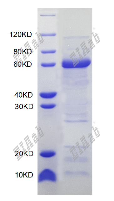 Mouse Pld2 Protein