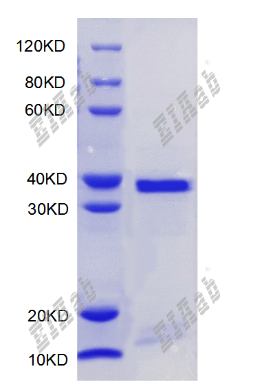 Mouse Myd88 Protein