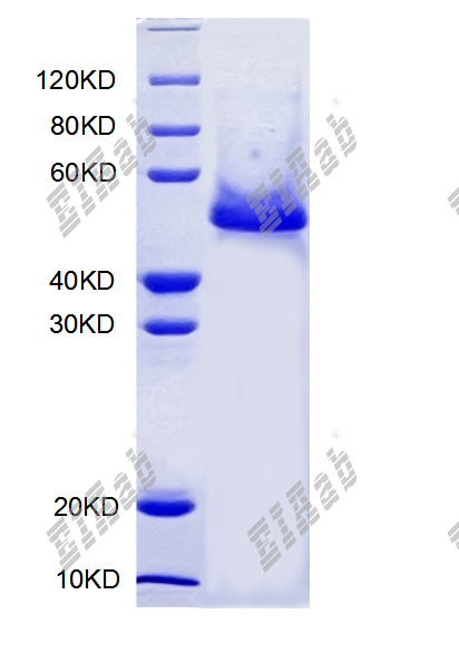 Mouse Cd177 Protein