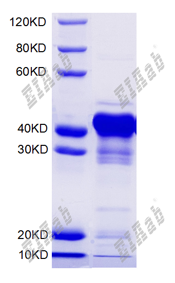Mouse Hnrnpa2b1 Protein