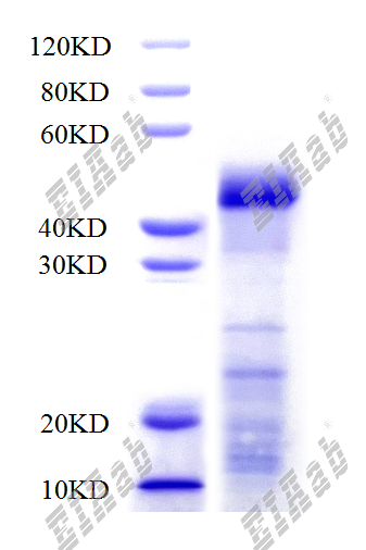 Human IQSEC1 Protein