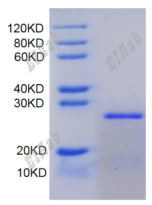 Mouse Tlr8 Protein