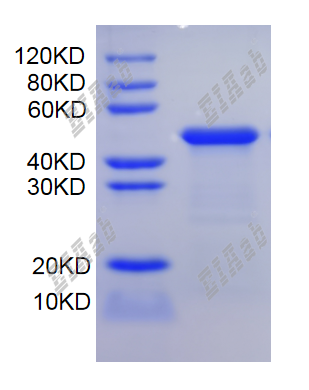 Mouse Thoc3 Protein