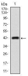 Human ABCC4 Monoclonal Antibody