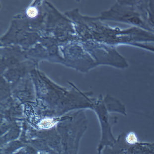 大鼠原代星形胶质细胞