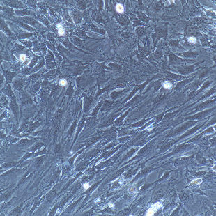 大鼠原代肺微血管周细胞