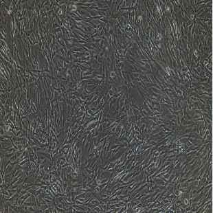 兔原代Ⅱ型肺泡上皮细胞