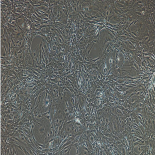 小鼠原代肝窦内皮细胞