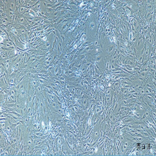 小鼠原代肾小球内皮细胞