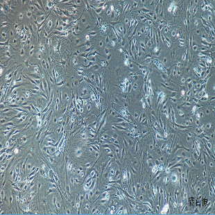 小鼠原代肾小球内皮细胞