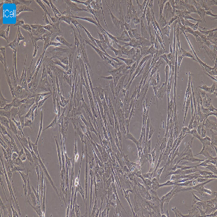 兔原代骨髓间充质干细胞