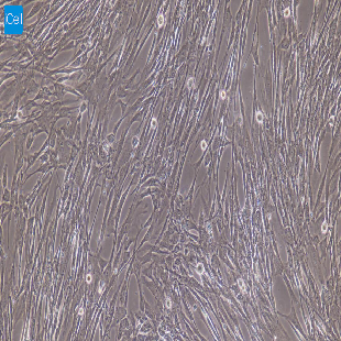 大鼠原代小肠平滑肌细胞