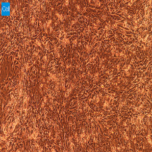 大鼠原代输卵管上皮细胞