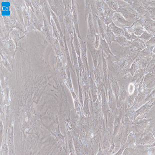 大鼠原代乳腺成纤维细胞