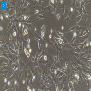 大鼠原代角膜上皮细胞