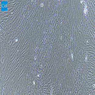 大鼠原代骨骼肌细胞