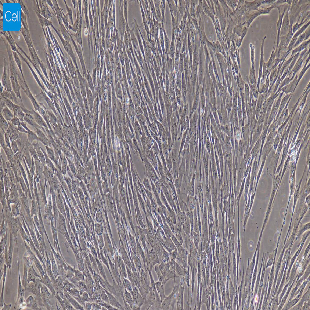 大鼠原代髓核细胞