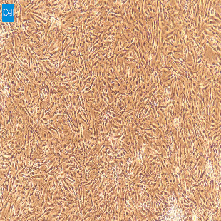 大鼠原代肾小球内皮细胞