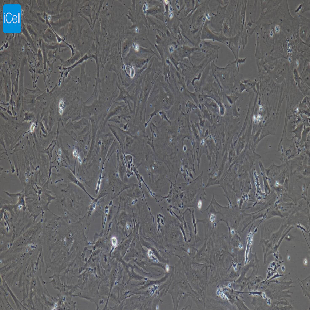 大鼠原代肾足细胞