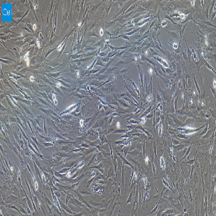 小鼠原代乳腺成纤维细胞