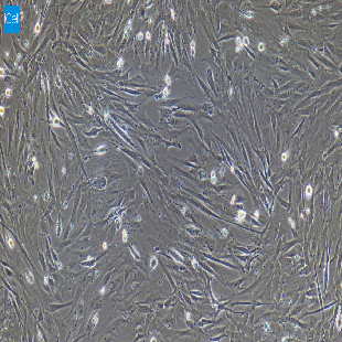 小鼠原代乳腺成纤维细胞