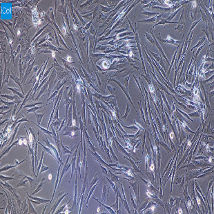 小鼠原代角膜基质细胞