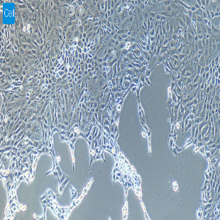 小鼠原代结膜上皮细胞