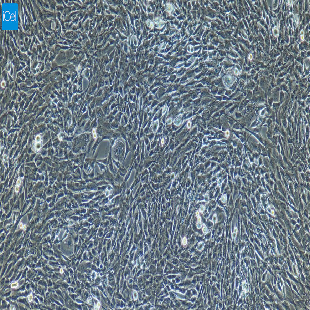 小鼠原代视网膜微血管内皮细胞