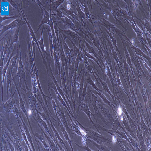 小鼠原代牙周膜干细胞