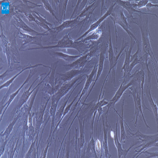 小鼠原代牙髓干细胞