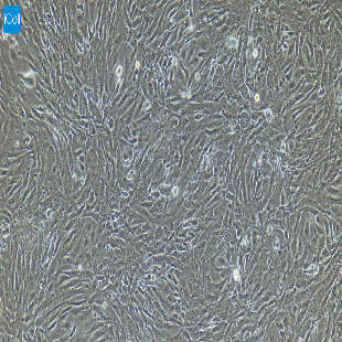 兔原代脂肪微血管内皮细胞