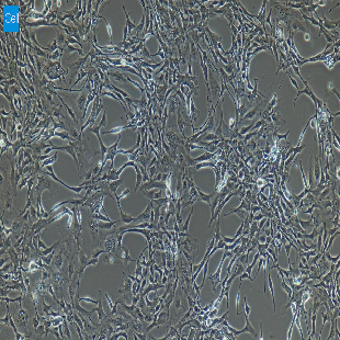 大鼠原代颈动脉内皮细胞