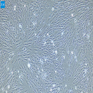 大鼠原代股动脉内皮细胞