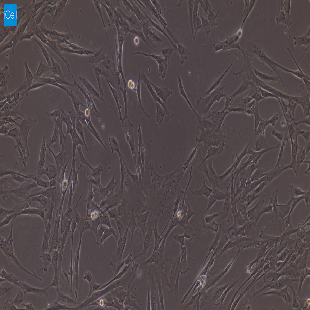 大鼠原代食管平滑肌细胞