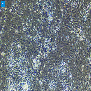 大鼠原代肝内胆管上皮细胞
