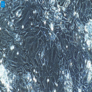 大鼠原代肝内胆管上皮细胞