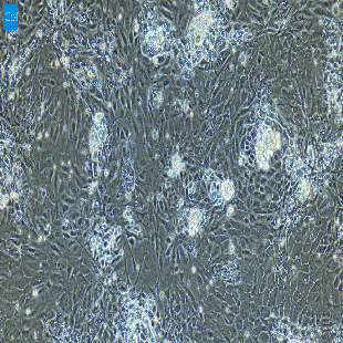 大鼠原代肝外胆管上皮细胞