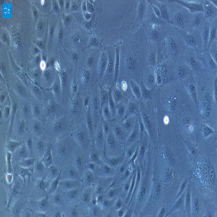 大鼠原代乳腺导管上皮细胞