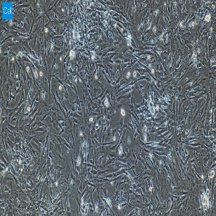 小鼠原代肺成纤维细胞