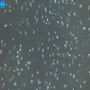 小鼠原代肺巨噬细胞