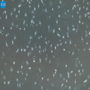 小鼠原代肺巨噬细胞