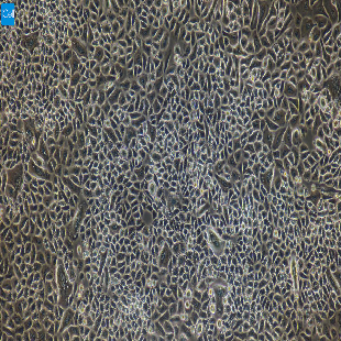 小鼠原代乳腺导管上皮细胞