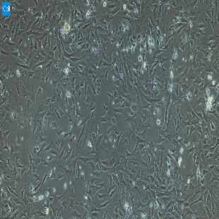 小鼠原代肾上腺皮质细胞