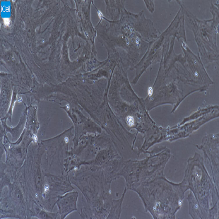 小鼠原代肾足细胞