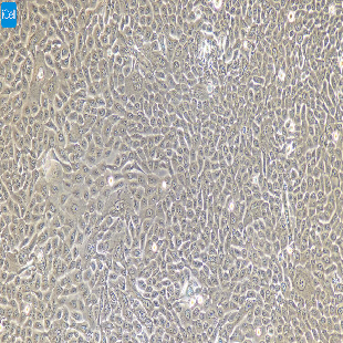 小鼠原代膀胱上皮细胞