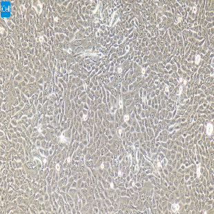 小鼠原代膀胱上皮细胞