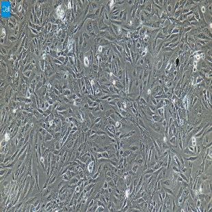 小鼠原代前列腺上皮细胞