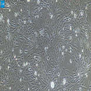 小鼠原代前列腺上皮细胞