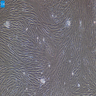 兔原代前列腺成纤维细胞