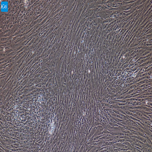 兔原代前列腺成纤维细胞